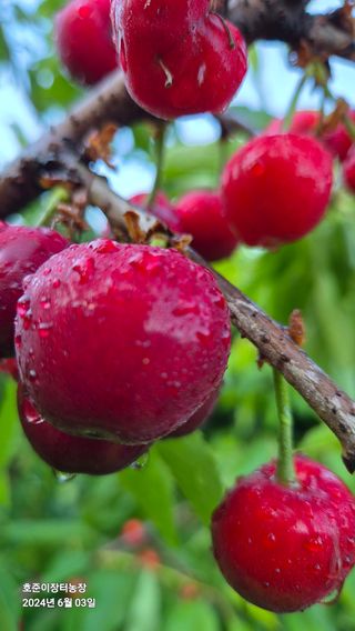 김호준님의 자유주제 · 자유게시판 작성글 사진