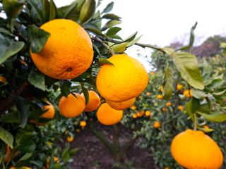 새달귤농장님의 2025년, 농사계획은 어떻게 되시나요? · 참여글 작성글 사진