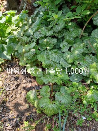 무료지식나눔 팜닥터님의 작성글 사진