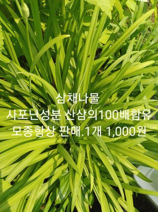 무료지식나눔 팜닥터님의 작성글 사진