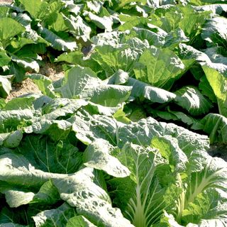 누보농장님의 자유주제 · 자유게시판 작성글 사진