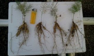 이창신님의 2025년, 농사계획은 어떻게 되시나요? · 참여글 작성글 사진