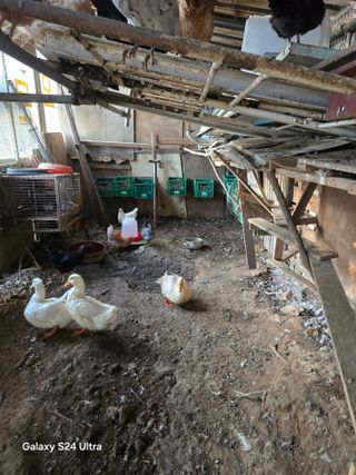 소병찬님의 2025년, 농사계획은 어떻게 되시나요? · 참여글 작성글 사진