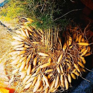 이창신님의 2025년, 농사계획은 어떻게 되시나요? · 참여글 작성글 사진