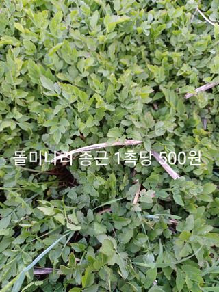 무료지식나눔 팜닥터님의 작성글 사진