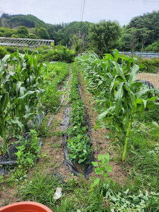 툇골짜기님의 2025년, 농사계획은 어떻게 되시나요? · 참여글 작성글 사진