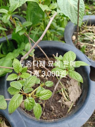 무료지식나눔 팜닥터님의 작성글 사진