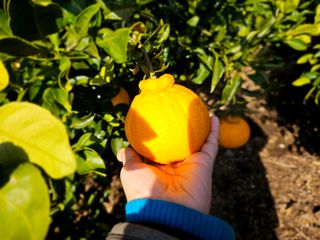 새달귤농장님의 2025년, 농사계획은 어떻게 되시나요? · 참여글 작성글 사진