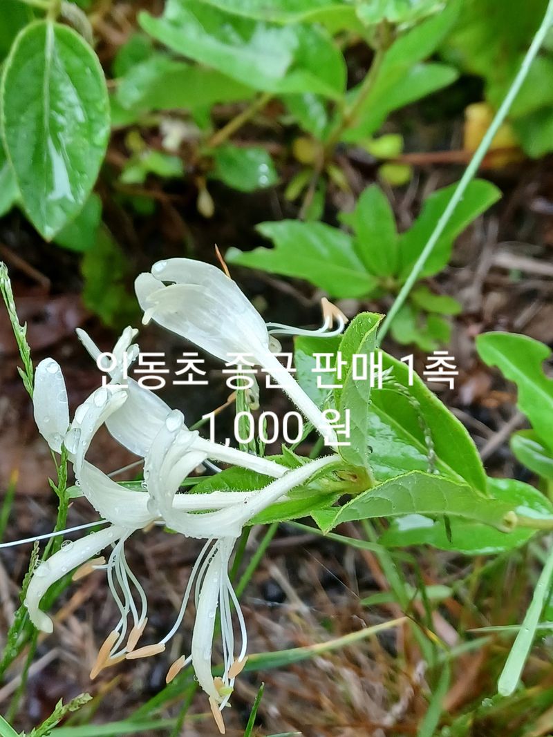 무료지식나눔 팜닥터님의 장터 판매 상품 [참두릅 민두릅 땅두릅 음나무 잔대 더덕 도라지 골드키위 참다래 취나물 방풍나물 바위취 머위 복분자금낭화 천문동] 첨부 사진