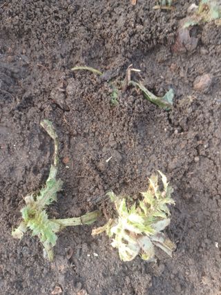 무료지식나눔 팜닥터님의 2025년, 농사계획은 어떻게 되시나요? · 참여글 작성글 사진