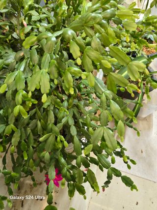 소병찬님의 2025년, 농사계획은 어떻게 되시나요? · 참여글 작성글 사진