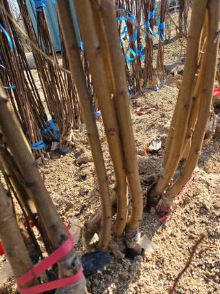 뿌리묘목농원님의 작성글 사진