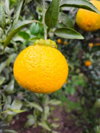 새달귤농장님의 2025년, 농사계획은 어떻게 되시나요? · 참여글 작성글 사진