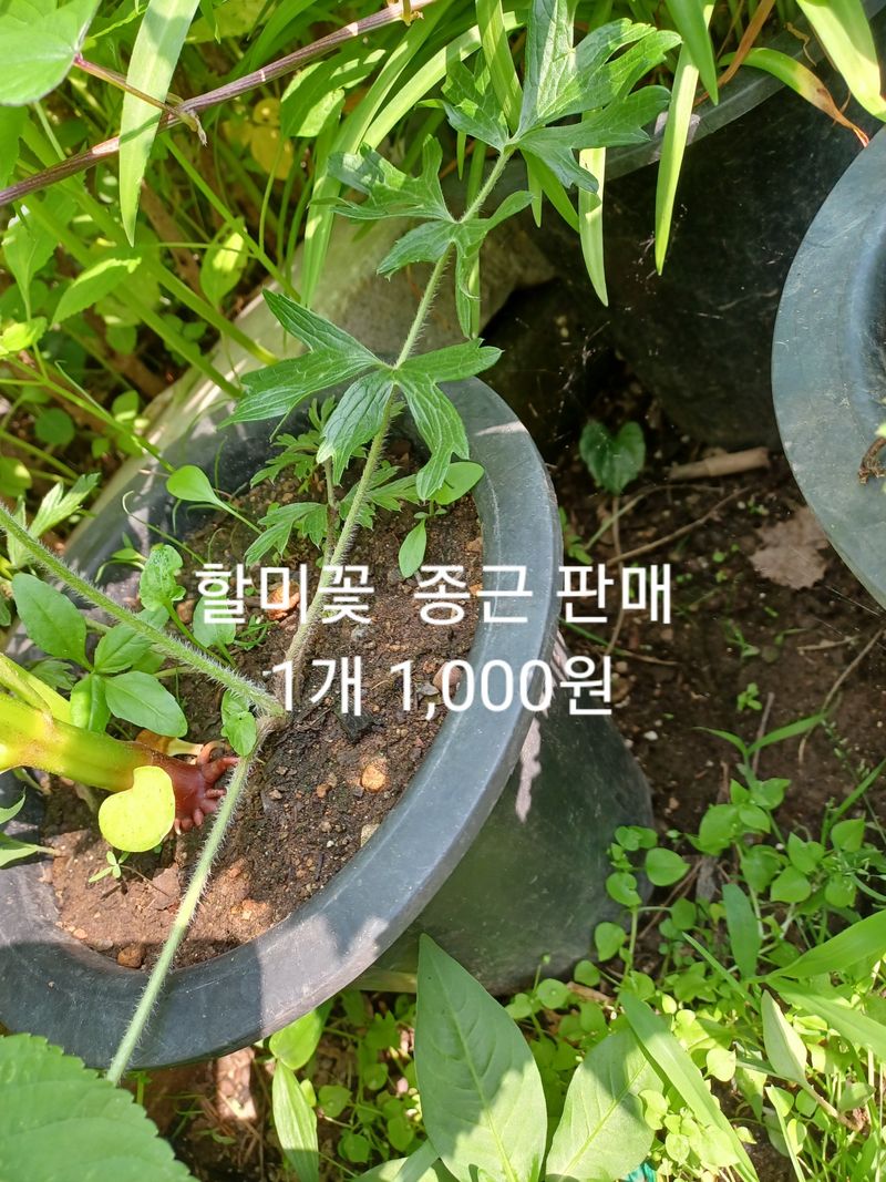 무료지식나눔 팜닥터님의 장터 판매 상품 [참두릅 민두릅 땅두릅 음나무 잔대 더덕 도라지 골드키위 참다래 취나물 방풍나물 바위취 머위 복분자금낭화 천문동] 첨부 사진