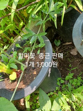 무료지식나눔 팜닥터님의 작성글 사진