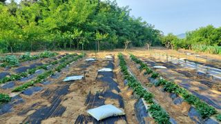 초보농부님의 농업 경영체 등록 기준, 강화 vs 완화 · 참여글 작성글 사진