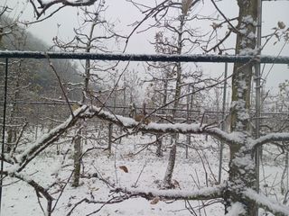 다나농원 이진우님의 자유주제 · 자유게시판 작성글 사진