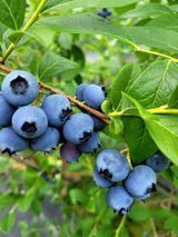 팜모닝 2025년, 농사계획은 어떻게 되시나요?·참여글 게시글 이미지