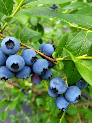 박창호님의 2025년, 농사계획은 어떻게 되시나요? · 참여글 작성글 사진