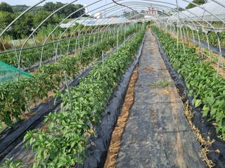 진여화 농원님의 2025년, 농사계획은 어떻게 되시나요? · 참여글 작성글 사진