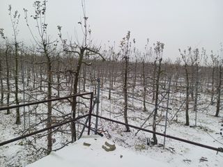 다나농원 이진우님의 자유주제 · 자유게시판 작성글 사진