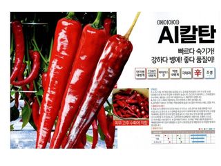 대산농사대장님의 고추 · 품종•종자 작성글 사진