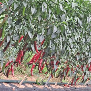 보리님의 2025년, 농사계획은 어떻게 되시나요? · 참여글 작성글 사진