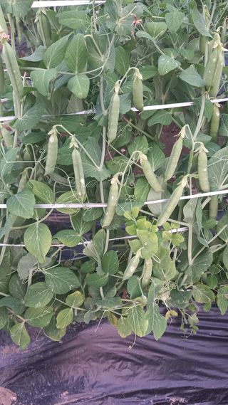 김선자님의 2025년, 농사계획은 어떻게 되시나요? · 참여글 작성글 사진