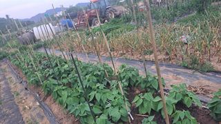 전남무안군박옥주님의 농업 경영체 등록 기준, 강화 vs 완화 · 참여글 작성글 사진