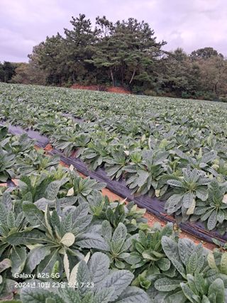 최평선님의 농업 경영체 등록 기준, 강화 vs 완화 · 참여글 작성글 사진