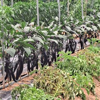 보리님의 2025년, 농사계획은 어떻게 되시나요? · 참여글 작성글 사진