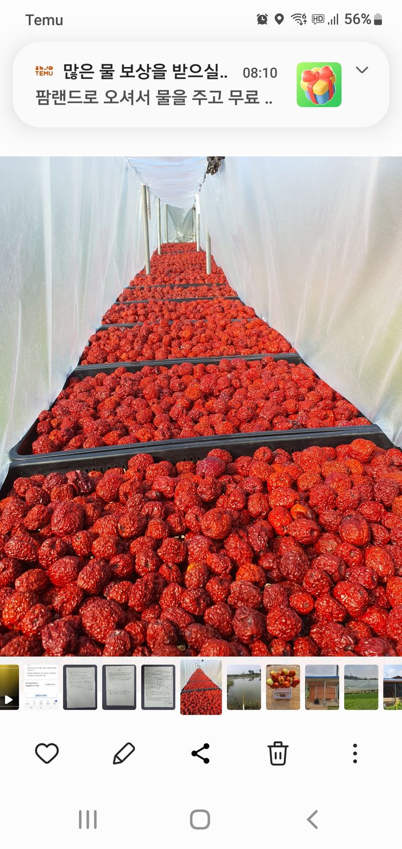 장터 상품 [건대추2kg] 썸네일