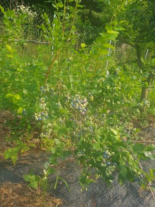 정영순님의 2025년, 농사계획은 어떻게 되시나요? · 참여글 작성글 사진