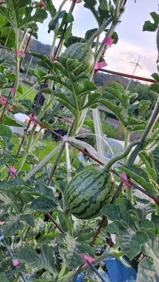 전남무안군박옥주님의 농업 경영체 등록 기준, 강화 vs 완화 · 참여글 작성글 사진