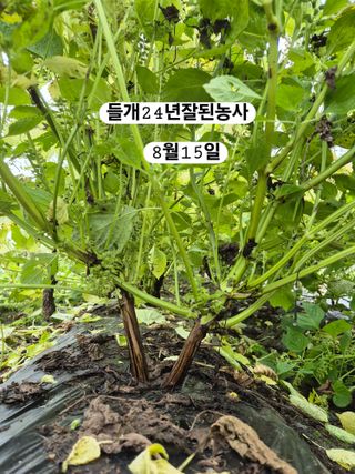 이장우님의 2025년, 농사계획은 어떻게 되시나요? · 참여글 작성글 사진