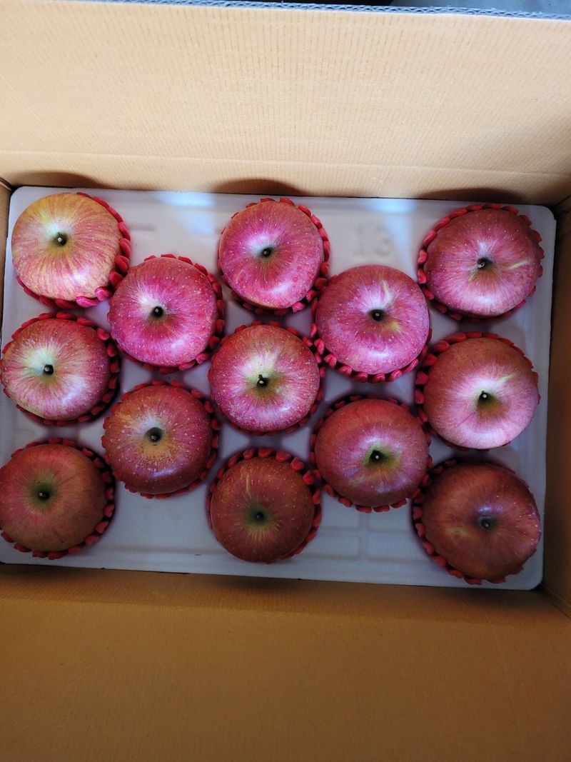 사과청일농원🍎님의 장터 판매 상품 [청송산지 햇부사 첫수확 5kg 가정용 선물용 재수용추가] 첨부 사진