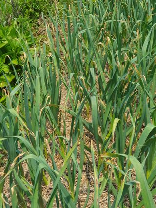 정영순님의 2025년, 농사계획은 어떻게 되시나요? · 참여글 작성글 사진
