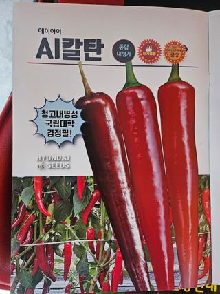 대산농사대장님의 고추 · 품종•종자 작성글 사진