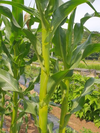 정영순님의 2025년, 농사계획은 어떻게 되시나요? · 참여글 작성글 사진