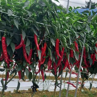 김선자님의 2025년, 농사계획은 어떻게 되시나요? · 참여글 작성글 사진