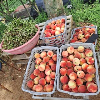 보리님의 2025년, 농사계획은 어떻게 되시나요? · 참여글 작성글 사진