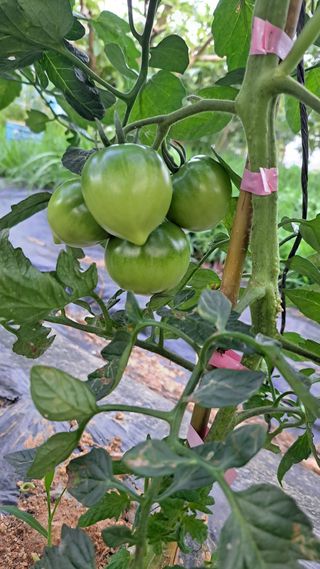 전남무안군박옥주님의 농업 경영체 등록 기준, 강화 vs 완화 · 참여글 작성글 사진