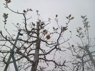 다나농원 이진우님의 자유주제 · 자유게시판 작성글 사진