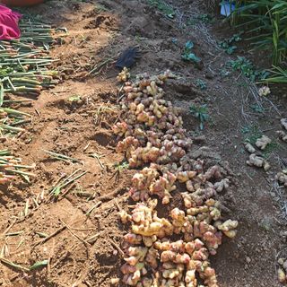 보리님의 2025년, 농사계획은 어떻게 되시나요? · 참여글 작성글 사진