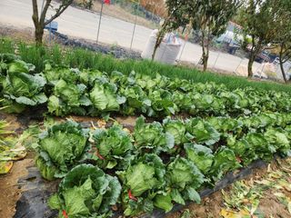 배추6025님의 농업 경영체 등록 기준, 강화 vs 완화 · 참여글 작성글 사진