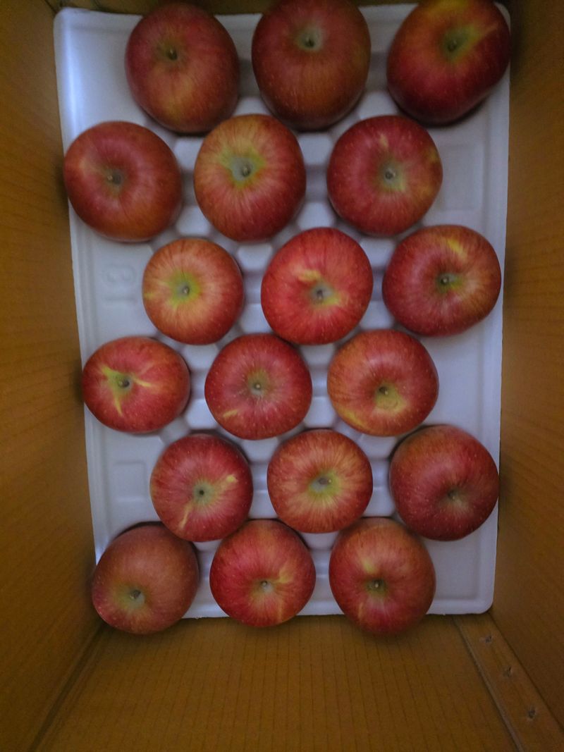 사과청일농원🍎님의 장터 판매 상품 [청송산지 햇부사 첫수확 5kg 가정용 선물용 재수용추가] 첨부 사진