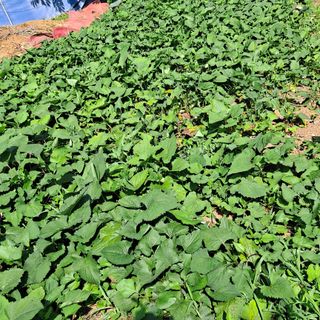 보리님의 2025년, 농사계획은 어떻게 되시나요? · 참여글 작성글 사진