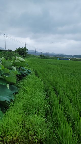 새렘님의 자유주제 · 건의해요 작성글 사진