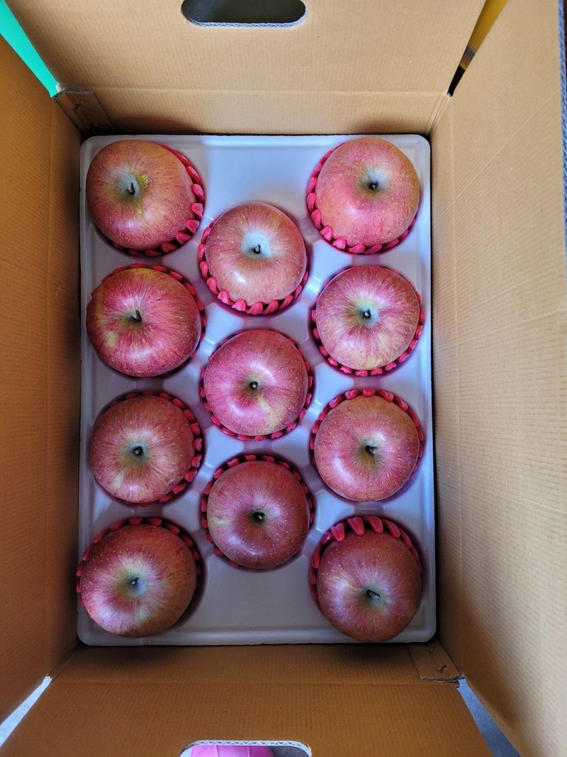 사과청일농원🍎님의 장터 판매 상품 [청송산지 햇부사 첫수확 5kg 가정용 선물용 재수용추가] 첨부 사진