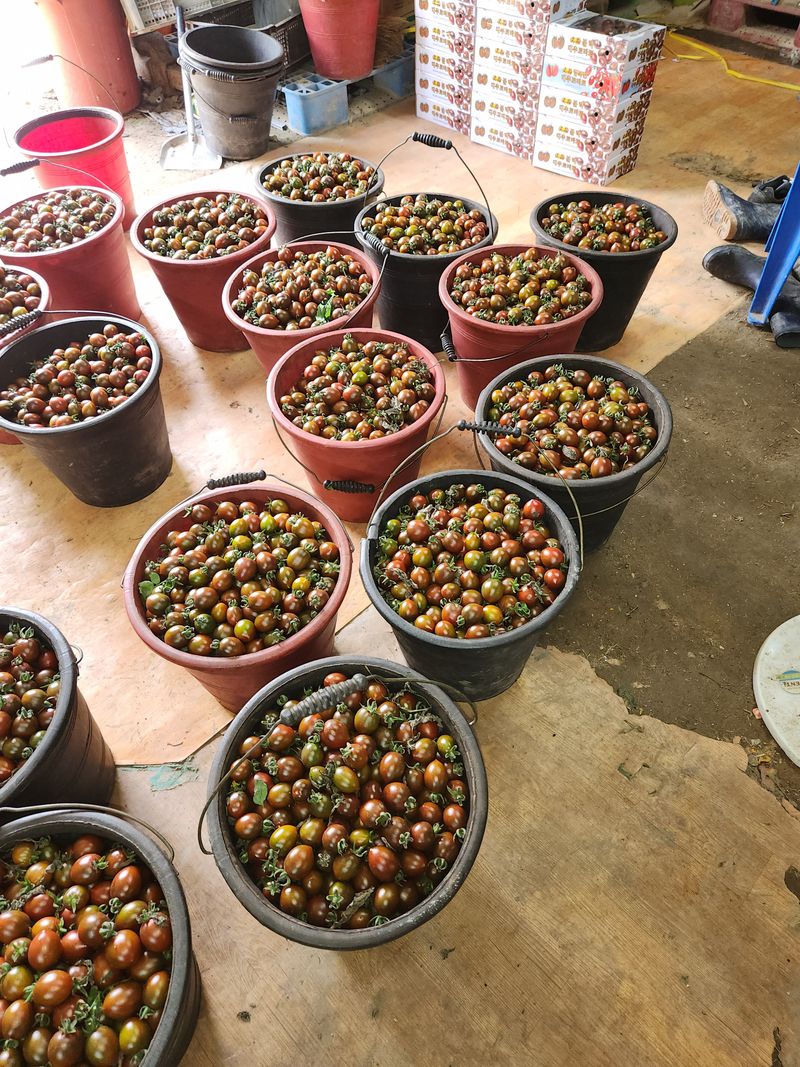 윤희철님의 장터 판매 상품 [흑대추방울토마토2k] 첨부 사진